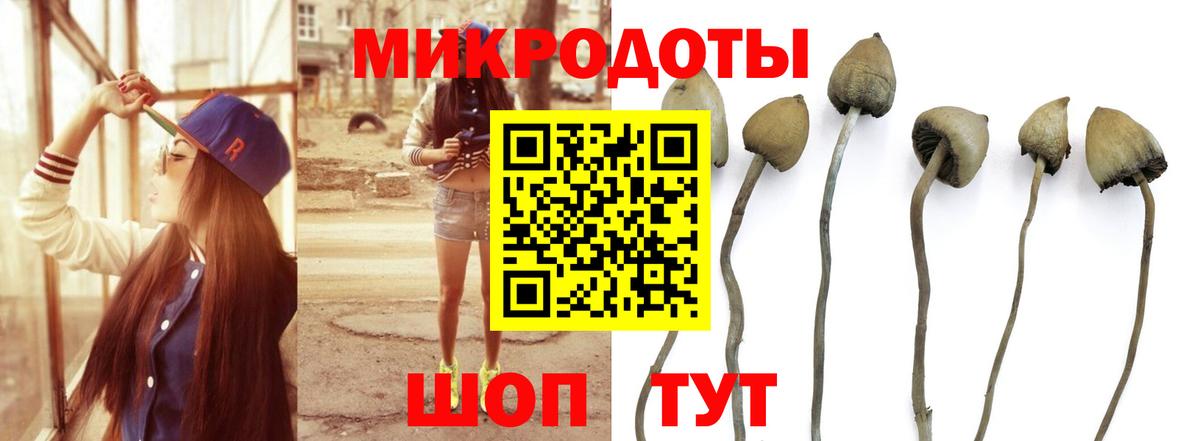 Псилоцибиновые грибы Psilocybe  Вход с VPN  Гусиноозёрск 